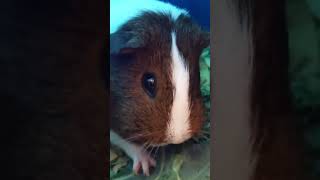 Guinea Pig Ignores Wheeks and Just Eats [upl. by Tzong]