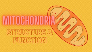 Mitochondria  Powerhouse of the Cell  Structure and Function  Cell Physiology  elearning [upl. by Popele216]