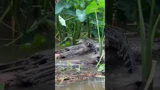 Wild Encounters The Great Raccoon vs Alligator Food Feud [upl. by Aray126]