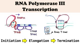 RNA Polymerase III Transcription  Promoters TFs Initiation Elongation and Termination steps [upl. by Blunt231]