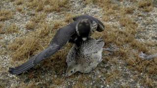 Falcon Grabs Pheasant In MidAir [upl. by Gereld]