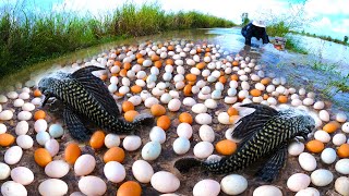 wow amazing fishing pick a lots of duck eggs and snails by best hand a smart fisherman [upl. by Abigail]