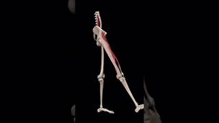 Hip Flexion hip hipjoint anatomy anatomyphysiology [upl. by Rutger]