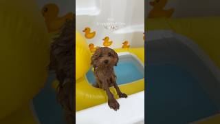 it’s puppy bath time again puppy poodle shorts dog asmr asmrsounds funnyvideo [upl. by Kcirdneh]