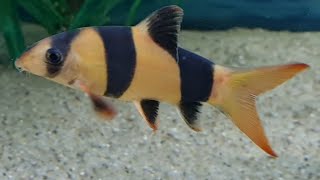 Clown loach care guide  how to care tank mates feeding and breeding clown loaches [upl. by Rieger79]