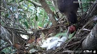 Crested Goshawk Nest  Krogulce czubate  Bezradna mama  pisklę 2 jest chore 🐥🌹🍀😪😪😪 [upl. by Aser989]