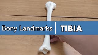 bony landmarks of the tibia [upl. by Nohsav682]