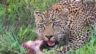 Male Leopard Has Impala For Breakfast [upl. by Sucy]