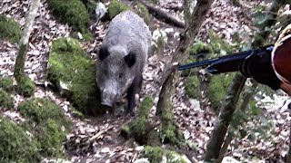 CACCIA al CINGHIALE in BRACCATA  Il Fosso del Pantano quotRombo di Tuonoquot  PARTE 1 [upl. by Inigo665]