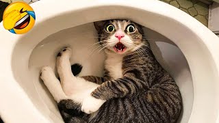 CATS you will remember and LAUGH all day 😂Funny Cats Videos 2023 [upl. by Airdnax643]