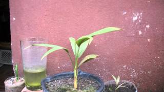 Palm Tree Growing  306 Days Time Lapse 4K [upl. by Esinrahs]