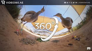 IFHC  International Fund for Houbara Conservation  360° Video [upl. by Angadreme]