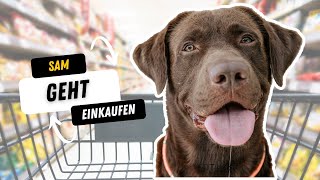 WENN dein Hund Labrador 🐶 einkaufen geht  Sam Labrador [upl. by Uticas996]