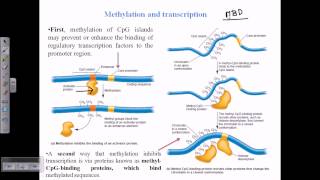 DNA methylation [upl. by Isaac]