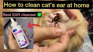 How to clean cat’s ear at home  virbac salicylic acid ear cleanser  best ear Cleanser for cats [upl. by Nadroj]