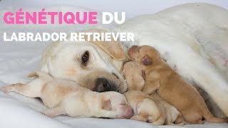 Génétique du Labrador Retriever [upl. by Anomahs]