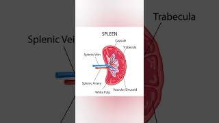 🛑📢 SPLEEN  ANATOMY AND PHYSIOLOGY biologyshortsscience viral 💯✍️📚🩺 [upl. by Rosalyn523]