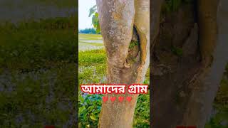 গ্রাম মানেই সুন্দর প্রকৃতি ❣️❣️islaminbangla newsupdatenewvideo islamic islamicstatus [upl. by Aihsela]