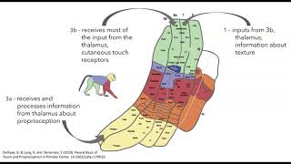 Somatosensory cortex organization and function [upl. by Even]