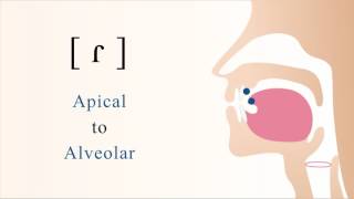 ɾ  voiced apical alveolar tap [upl. by Anirehtac]