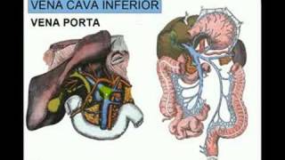 VENA CAVA INFERIOR 4 [upl. by Mook261]