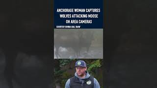 Anchorage woman captures wolves attacking moose on area cameras alaskasnewssource news [upl. by Aisekal]