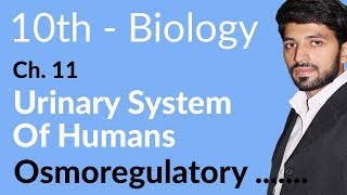 Class 10th Biology Chapter 11  Osmoregulatory Function of Kidney  10th Class Biology Chapter 2 [upl. by Jamey888]