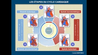 Quelles sont les étapes du cycle cardiaque [upl. by Nylhtak]