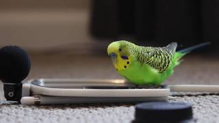 Budgie Bird With 35 Word Vocabulary Clear Audio [upl. by Darwin]