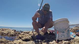 how to catch garfish with flavoured maggots  Fleurieu Peninsula South Australia [upl. by Baylor343]