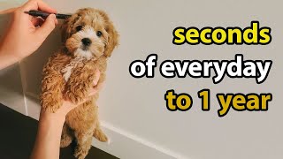 Puppy Growing 8 Weeks to 1 Year  Cavapoo [upl. by Kristien]