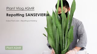 Sansevieria Trifasciata Moonshine Plant care  Repotting Snake Plant Moonshine  PLANT ASMR [upl. by Naehgem]