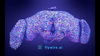 The FlyWire Connectome [upl. by Zea221]