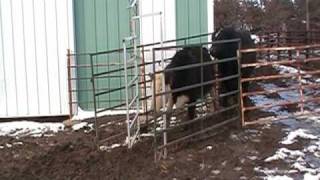 Automatic Cattle Gate Demonstration [upl. by Bessie]