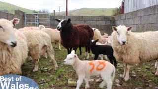 Lambing Live  Experience the Lambing Season in Wales [upl. by Akehsar24]