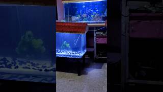 New 2 Fish Tank Setup amp Fish Tank Cleaning Service  fish fishtank aquarium shorts trending [upl. by Notsur]