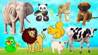 Animal Sounds around the World animals animallover animal [upl. by Firahs]