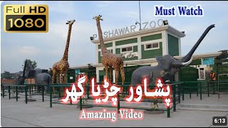 Peshawar Zoo  Peshawar Zoo Latest 2024   Beautiful Wild Animals In Peshawar Zoo [upl. by Hett]