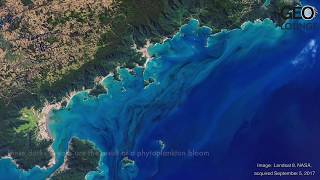 View from Space Phytoplankton bloom off the Brazilian coast [upl. by Javler]