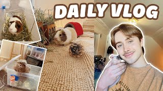 DAILY GUINEA PIG VLOG 🐽 MORNING ROUTINE CAGE CLEANING amp PACKING ORDERS [upl. by Lerad]