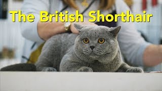 The British Shorthair at a TICA Cat Show [upl. by Maupin]