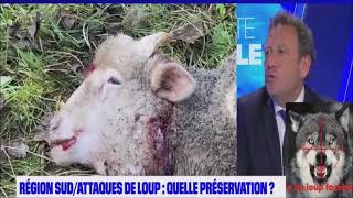 Attaque de loups quelle préservation [upl. by Alaj268]