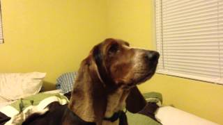 Basset Hound Howling to sound of other dogs [upl. by Yznil]