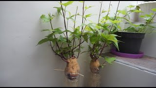 How to Grow Sweet Potatoes in Water [upl. by Tirrag903]