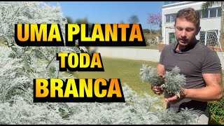 PARECE que NEVOU nessa PLANTA  Cinerária Marítima  Henrique Buttler [upl. by Yditsahc]