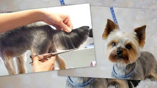 PetGroooming  Yorkie Full Grooming 78 [upl. by Rolyak439]