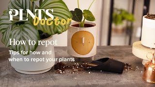 Repotting plants tips for when and how to repot your indoor plants  PLNTSdoctor S1E3 [upl. by Idnar]