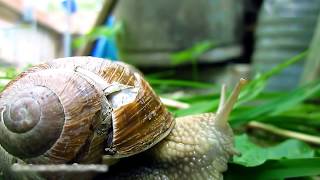 Timelapse snail eating leaf [upl. by Aseretairam736]