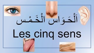 Les 5 cinq sens  الحواس الخمس [upl. by Ravert961]