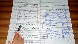 life cycle of polytrichum sexual reproduction development of antheridia in polytrichum [upl. by Afatsum]